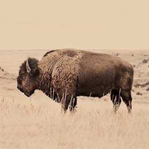 Abundance Bootcamp with Buffalo | SouLodge Earth Medicine School