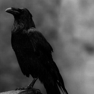Sacred Voice with Raven | Animal Medicine | SouLodge