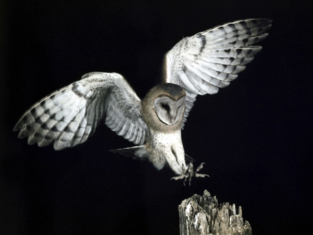 barnowl