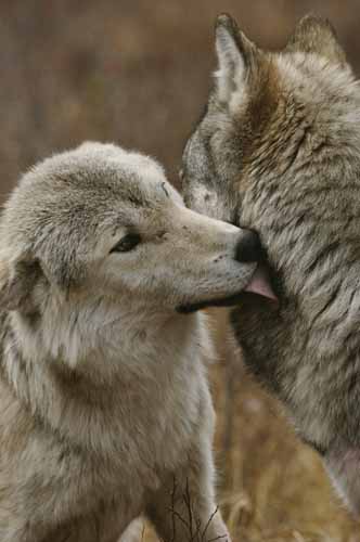 wolf greetings