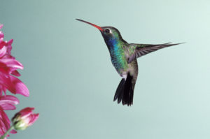 Hummingbird aqua