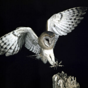 Honoring Grief with Owl