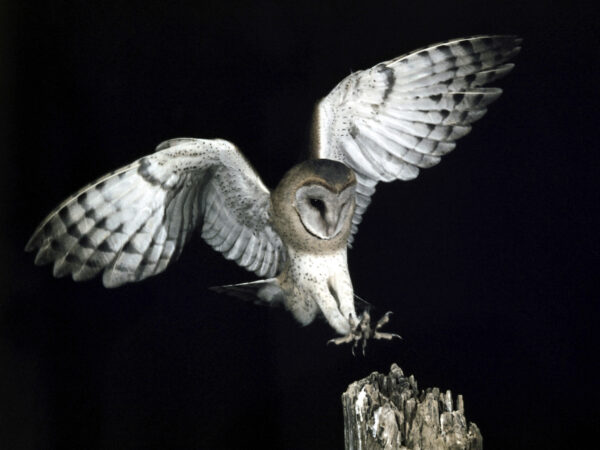 Honoring Grief with Owl