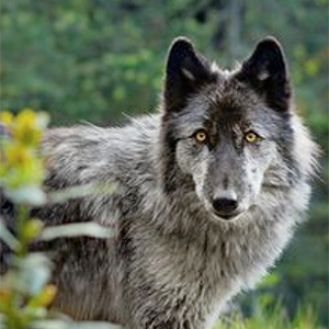 Honoring Community & Belonging with Wolf
