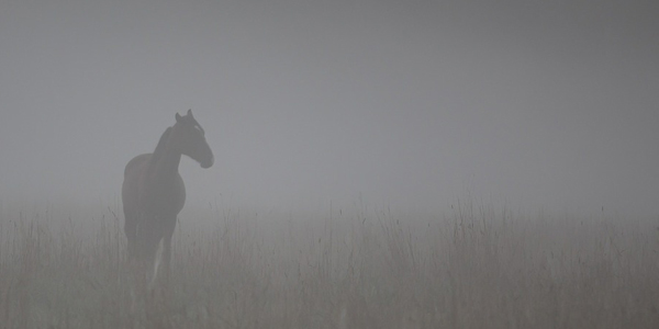 shamanic-seeing