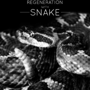 Regeneration with Snake